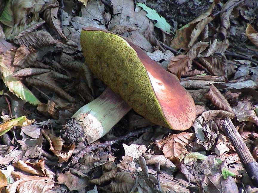 DSC00010