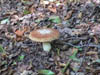 DSC00009