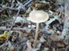 DSC00011
